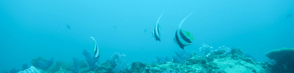 diving-phuket